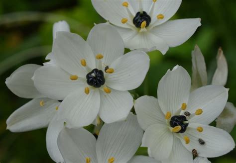 白虎眼|白花虎眼万年青